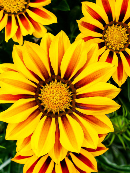 Closeup of Gazania flower, Treasure flower or African Daisy, showy tender perennials exhibiting brightly colored daisy-like flowers - Photo, Image