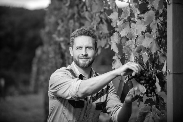viticulteur mâle coupant la vigne avec des ciseaux de jardin, vinificateur. - Photo, image