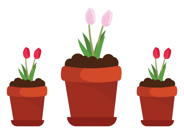 Flowers in pots, illustration, vector on a white background. - Vecteur, image