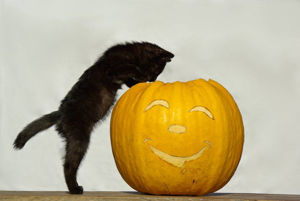 Halloween. Kitten with a yellow pumpkin. - Photo, Image