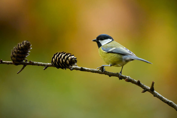 Beautiful Marsh Tit resting on a withered branch - Photo, Image