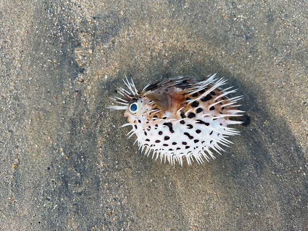 Подушка риби, пухнаста риба або діодон голокант, вимитий на пляжі
  - Фото, зображення