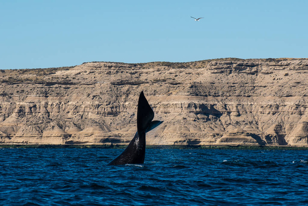 Sohutern right whale lob tailing, gatunki zagrożone, Półwysep Valdes, Patagonia, Argentyna - Zdjęcie, obraz