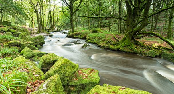 Forest River Panorama - Photo, Image
