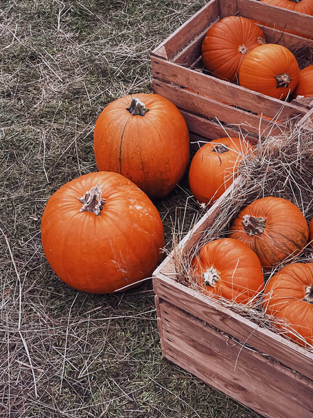 Halloween pumpkins and holiday decoration in autumn season rural field, pumpkin harvest and seasonal agriculture, outdoors in nature scene - Photo, Image