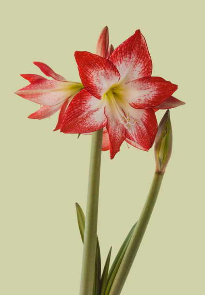 Bloom czerwono-białe Amaryllis (Hippeastrum) Galaxy Group "Spotlight" na zielonym tle - Zdjęcie, obraz