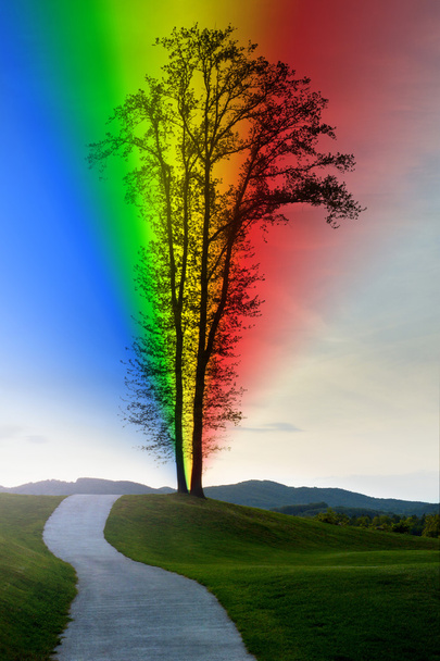Vita solitaria con arcobaleno
 - Foto, immagini
