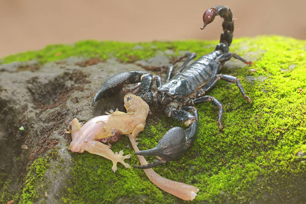 Azjatycki leśny skorpion zjada jaszczurkę na skale porośniętej mchem. To żądlące zwierzę ma naukowe imię Heterometrus spinifer. - Zdjęcie, obraz