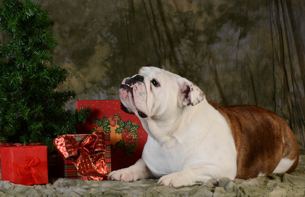christmas dog - Foto, Imagen