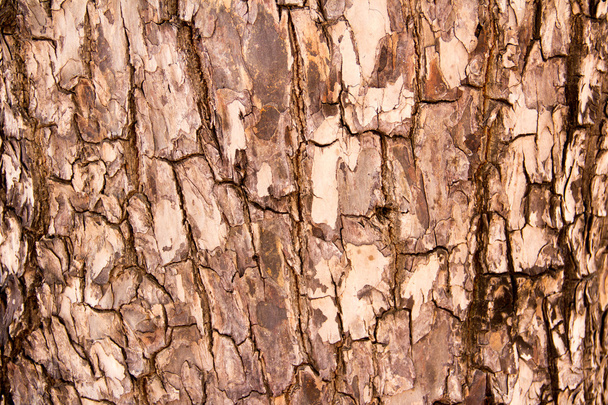 Tree bark Texture - Foto, Imagem