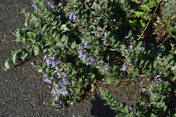Round leaf chaste tree (Vitex rotundifolia) Flowers and berries. Lamiaceae evergreen shrub beach plants. Blue-purple flowers bloom from July to September. Berries is a crude drug. - Photo, Image