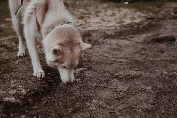Ukrayna bayrağı kurdeleli Sibirya köpeği doğal kaynaktan su içiyor. Beyaz Samur Sibirya köpeği güzel doğayı keşfediyor.. - Fotoğraf, Görsel