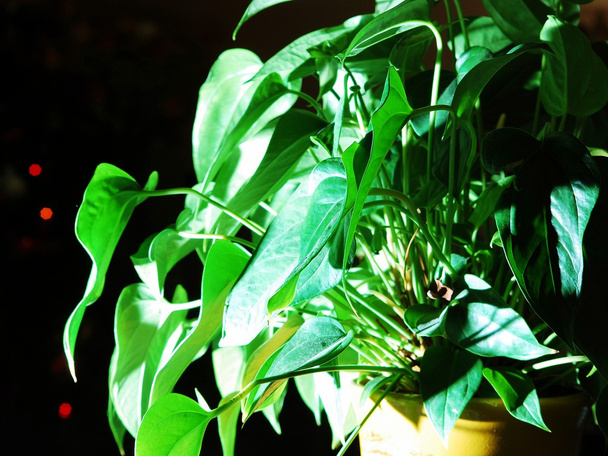 Beyaz ışık yeşil bitki - Fotoğraf, Görsel