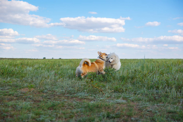 samoyed and corgi dogs play in nature. High quality photo - Foto, Imagen