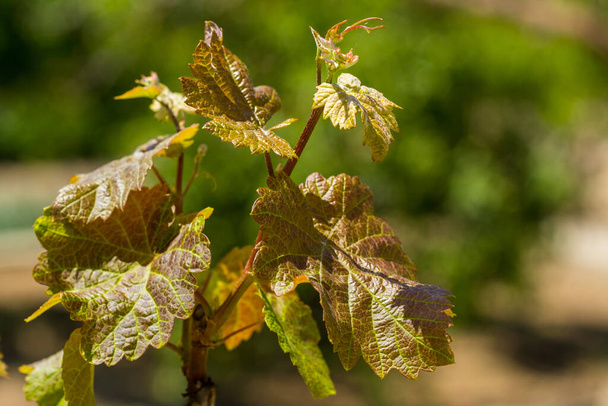 Brotes verdes jóvenes de plantas de uva de vino en hileras en el viñedo. Campo de vides en España, zona vinícola - Foto, Imagen