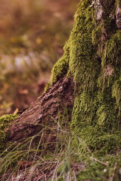 Feche o musgo na floresta. Moss terreno coberto. Vista de cima. Cena de outono idílica. Natureza, estações, ambiente, ecoturismo - Foto, Imagem