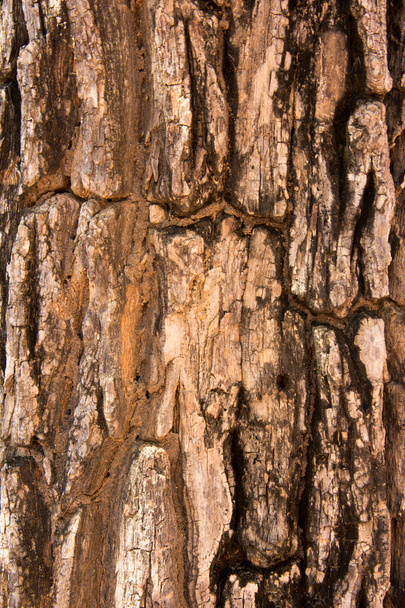 Tree bark Texture - Photo, Image