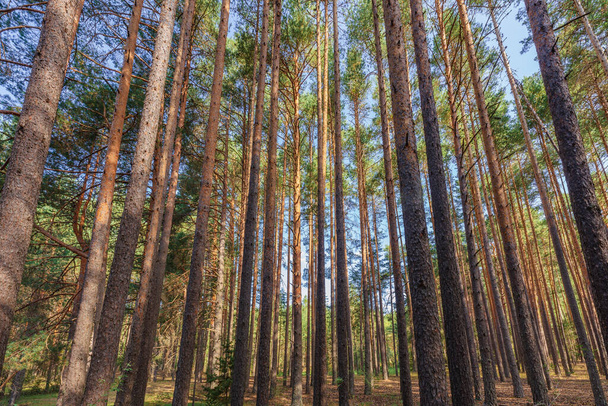 Natural landscape of a dense pine tree forest in Serrana de Cuenca, Spain - Фото, зображення