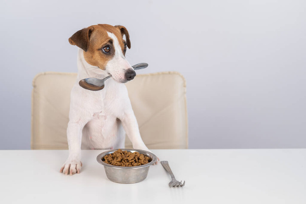 Jack Russell Terrier chien assis à une table avec un bol de nourriture sèche et tient une cuillère dans sa bouche - Photo, image