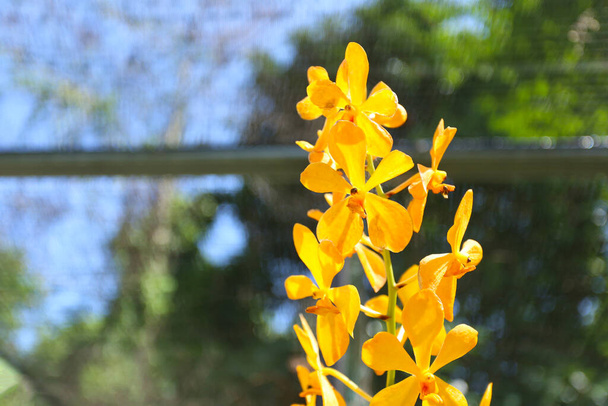 Keltainen orkidea kukkii takapihalla, Keskity orkidean kukkaan. - Valokuva, kuva