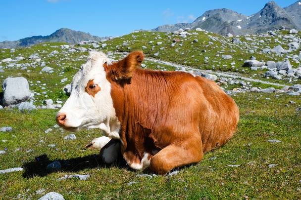 Mucca su un prato di montagna - Foto, immagini