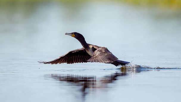 Great black cormorants in the Danube Delta of Romania - Photo, Image