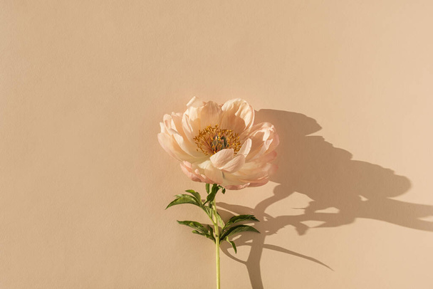 Λεπτό μπεζ παιώνι λουλούδι με το φως του ήλιου σκιές σε ουδέτερο μπεζ φίνο φόντο - Φωτογραφία, εικόνα