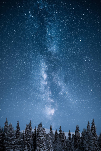 Estrellas de la Vía Láctea sobre los árboles en la noche de invierno - Foto, Imagen