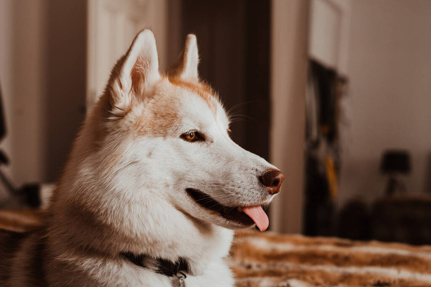 Lindo perro husky siberiano mirando con la lengua que sobresale acostado en una manta marrón. - Foto, Imagen