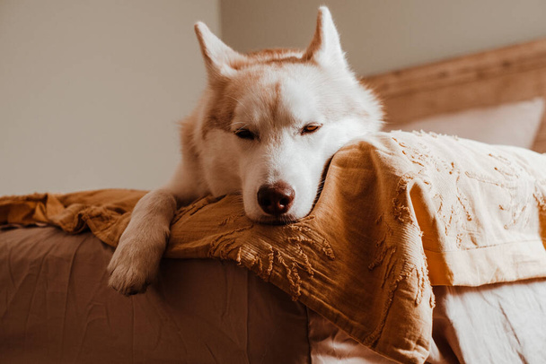 Calm and sleepy Siberian Husky dog lying on a bed with yellow blanket. Series of home shots with a cute Siberian Husky on a yellow bed. - Photo, Image