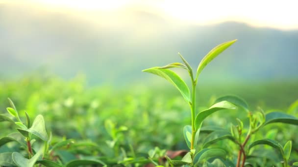 De zon schijnt op jonge verse groene thee bladeren bewegen op de wind. Biologische teelten op onscherpe bokeh-achtergrond - Video