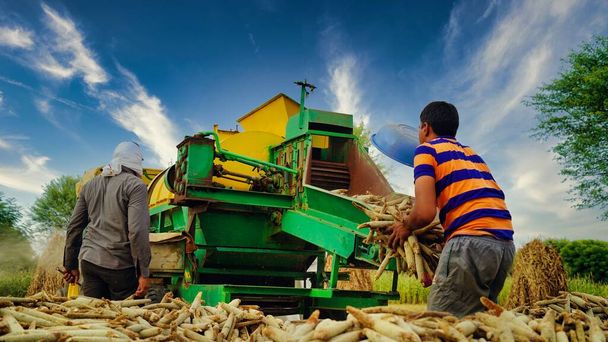 2022年8月15日-インド・シカー。脱穀機トラクターと穀物収穫。農業分野での脱穀機の閉鎖を持つトラクター. - 写真・画像