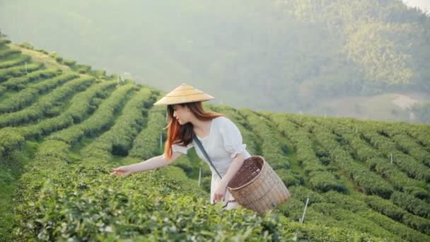 Asiática hermosa mujer recogiendo té hojas en un té plantación, felicidad - Metraje, vídeo