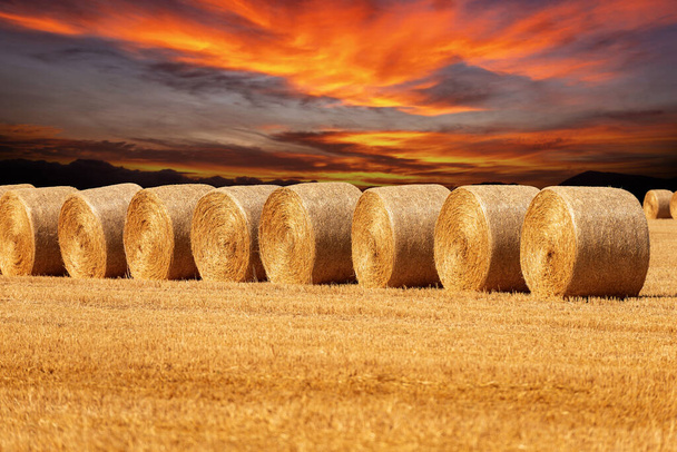 Ряд золотых тюков сена в солнечный летний день с красивым небом заката на заднем плане, Паданская равнина или долина По (Pianura Padana), Ломбардия, Италия, Южная Европа. - Фото, изображение