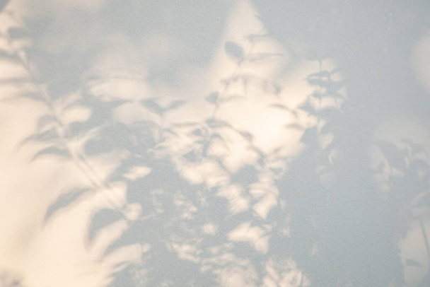 Abstract natural tree leaves shadow on white wall background - 写真・画像