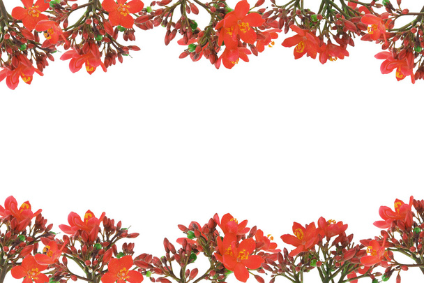 hranice červeným květinovým vzorem - Fotografie, Obrázek