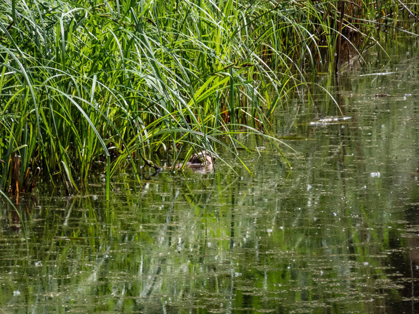 O rato-almiscarado (Ondatra zibethicus) - roedor semi-aquático de tamanho médio coberto com pêlo curto e espesso de cor marrom-escura nadando na água - Foto, Imagem