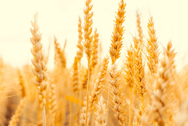 Altın buğday hasadı. Mısır gevreği ekili tarım hasadı. Çavdar ekmeği sarı tahıl altın gökyüzünde gün batımı - Fotoğraf, Görsel
