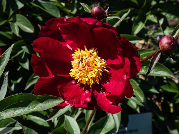 Piwonia (Paeonia lactiflora) "wrzosowisko" z dużymi, podzielonymi liśćmi i okazałymi dużymi, głębokimi czerwonymi kwiatami w kształcie miski w ogrodzie latem - Zdjęcie, obraz