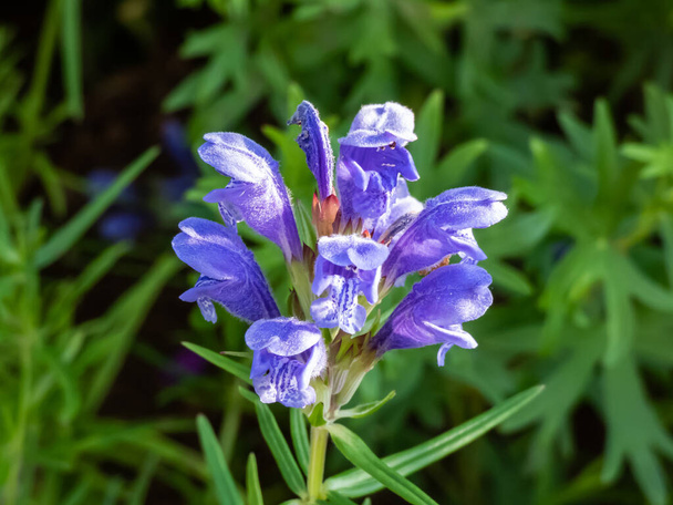 La testa di drago settentrionale (Dracocephalum ruyschiana) fiorisce con fiori blu a due labbra, fortemente profumati e incappucciati nel giardino. - Foto, immagini