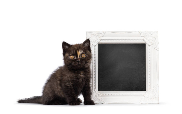 Muy pequeño curioso pequeño tortie gato británico de taquigrafía gatito, sentado al lado con marco lleno de pizarra. Mirando directamente hacia la cámara. Aislado sobre un fondo blanco. - Foto, imagen