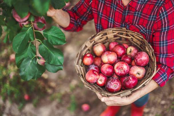 Une agricultrice dans le jardin de pommiers ramasse des pommes mûres biologiques du pommier et récolte des fruits dans un panier en bois rempli de pommes récoltées - Photo, image