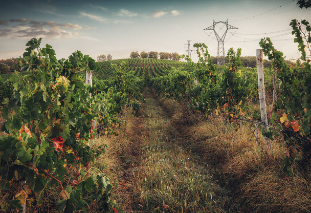 Kırsaldaki üzüm bağları tarım alanları, güneş doğarken güzel manzaralar.. - Fotoğraf, Görsel