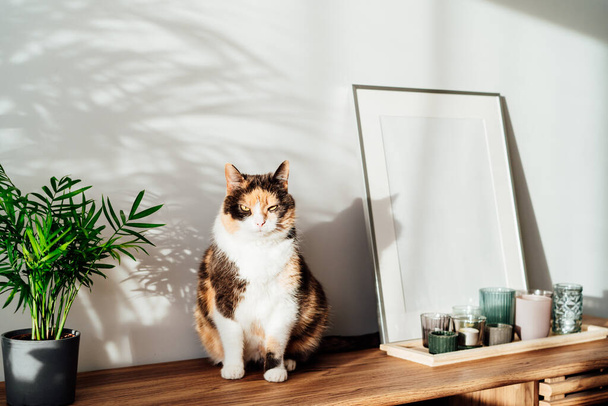 Relaxed cat in modern minimalist style interior with white poster mockup, candles on a wooden console with tropical green home plants under sunlight and shadows on a gray wall. Selective focus. - Fotografie, Obrázek