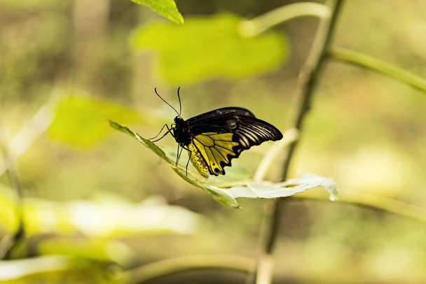 Бабочка на зеленом растении в саду, тропический сад на Бали, Индонезия - Фото, изображение