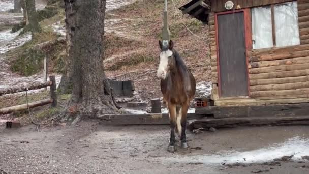Hnědý kůň přivázaný ke dveřím kabiny v San Martin de los Andes, provincie Nequen, Patagonie, Argentina. Rozlišení 4K. - Záběry, video