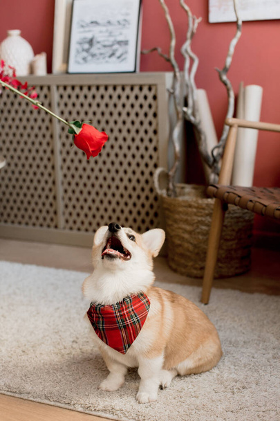 pet girl corgi play with rose flower inside the hous - Foto, Imagem