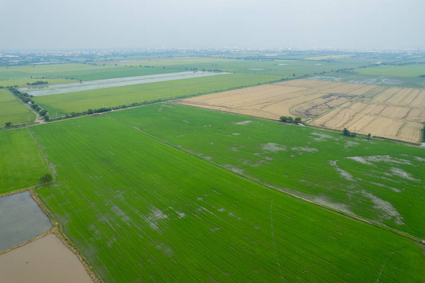 εναέρια άποψη από ιπτάμενο drone του ρυζιού τομέα με το τοπίο πράσινο μοτίβο φόντο της φύσης, top view πεδίο ric - Φωτογραφία, εικόνα