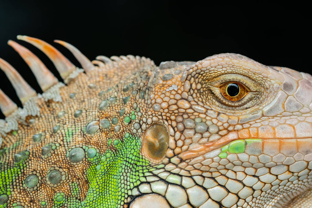 ящерица, животное, зеленая ящерица с размытой спинкой - Фото, изображение