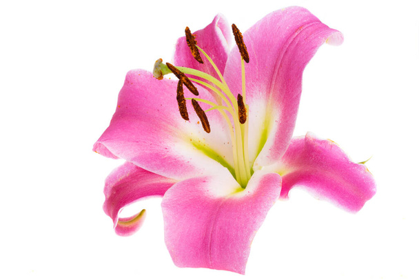 lírio flor isolada no fundo branco - Foto, Imagem
